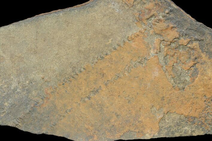 Cruziana (Fossil Trilobite Trackway) - Morocco #118352